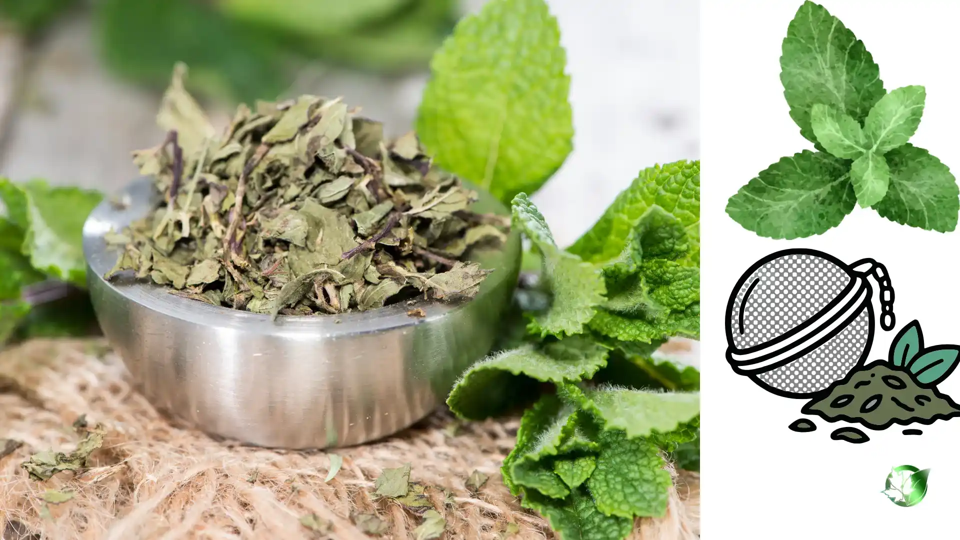 Dried Mint quality, format, and packaging should be matched to the buyer’s target application.